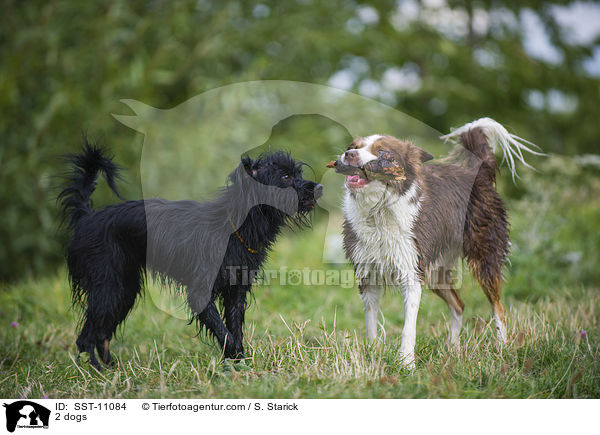 2 Hunde / 2 dogs / SST-11084