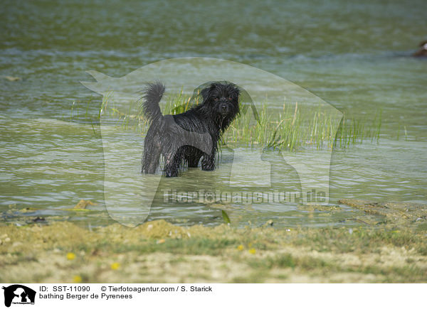 badender Berger de Pyrenees / bathing Berger de Pyrenees / SST-11090