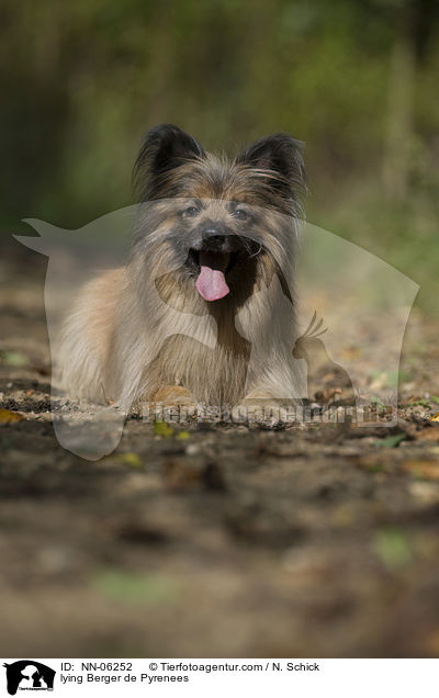 liegender Berger de Pyrenees / lying Berger de Pyrenees / NN-06252