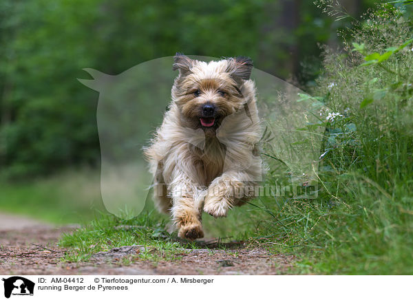 rennender Berger de Pyrenees / running Berger de Pyrenees / AM-04412
