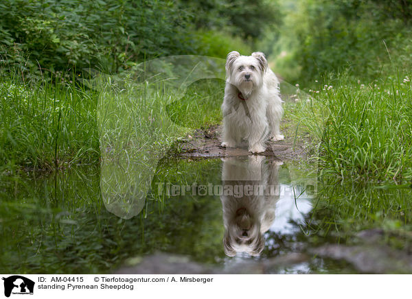 stehender Berger de Pyrenees / standing Pyrenean Sheepdog / AM-04415