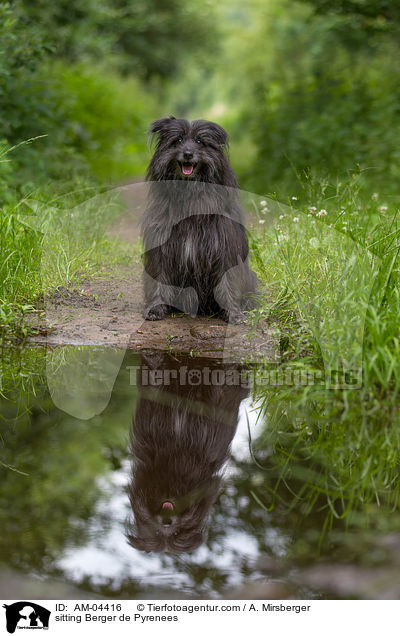 sitzender Berger de Pyrenees / sitting Berger de Pyrenees / AM-04416