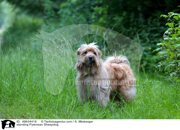 stehender Berger de Pyrenees / standing Pyrenean Sheepdog / AM-04419