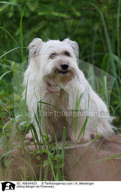 sitzender Berger de Pyrenees / sitting Berger de Pyrenees / AM-04423