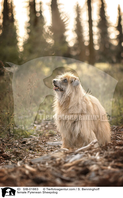 Berger de Pyrenees Hndin / female Pyrenean Sheepdog / SIB-01863