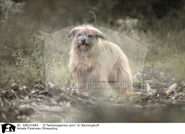 Berger de Pyrenees Hndin / female Pyrenean Sheepdog / SIB-01864
