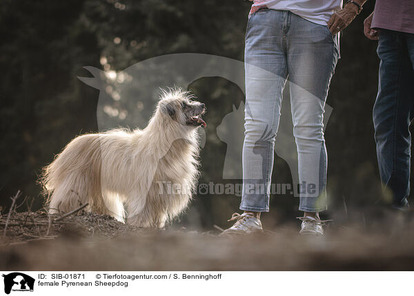 Berger de Pyrenees Hndin / female Pyrenean Sheepdog / SIB-01871