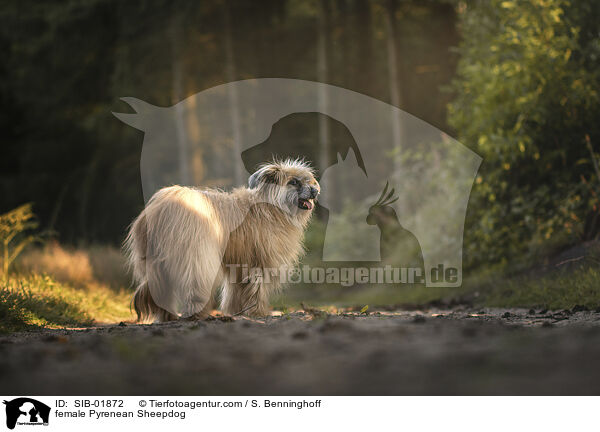 Berger de Pyrenees Hndin / female Pyrenean Sheepdog / SIB-01872