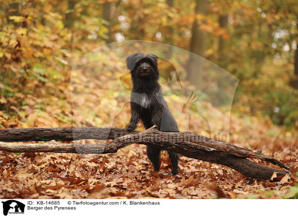 Berger des Pyrenees / Berger des Pyrenees / KB-14685