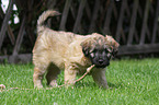 Berger de Pyrenees puppy