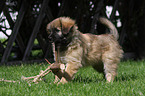 Berger de Pyrenees puppy