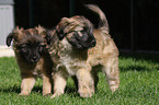 Berger de Pyrenees puppies