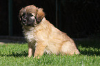 Berger de Pyrenees puppy