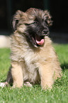 Berger de Pyrenees puppy