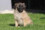 Berger de Pyrenees puppy