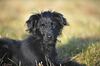 Berger de Pyrenees Puppy