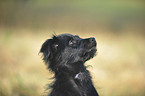 Berger de Pyrenees Puppy