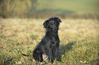 Berger de Pyrenees Puppy