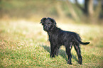 Berger de Pyrenees Puppy