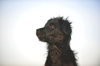 Berger de Pyrenees Puppy