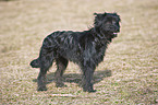 young Berger de Pyrenees