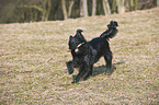 young Berger de Pyrenees