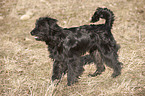 young Berger de Pyrenees