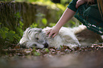 fondling a Berger de Pyrenees