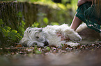 fondling a Berger de Pyrenees