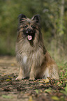 sitting Berger de Pyrenees