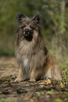 sitting Berger de Pyrenees