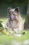 sitting Berger de Pyrenees