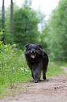 Pyrenean Sheepdog