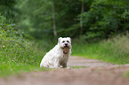 sitting Berger de Pyrenees