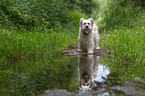 standing Pyrenean Sheepdog