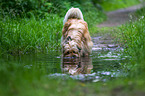 drinking Pyrenean Sheepdog