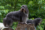 Pyrenean Sheepdogs