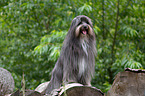 sitting Berger de Pyrenees