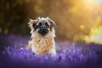 Pyrenean Sheepdog Portrait