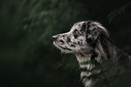 Pyrenean Sheepdog Portrait