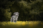 Pyrenean Sheepdog