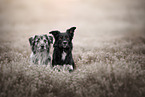 2 Pyrenean Sheepdogs