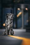 sitting Pyrenean Sheepdog