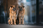 sitting Pyrenean Sheepdog