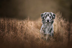 Pyrenean Sheepdog Portrait