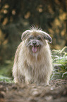 female Pyrenean Sheepdog