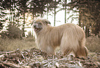 female Pyrenean Sheepdog