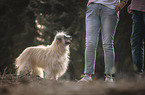 female Pyrenean Sheepdog