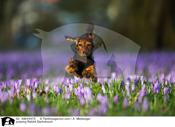 springender Kaninchendackel / jumping Rabbit Dachshund / AM-04475