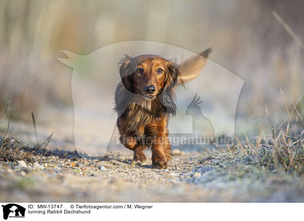 rennender Kaninchendackel / running Rabbit Dachshund / MW-13747